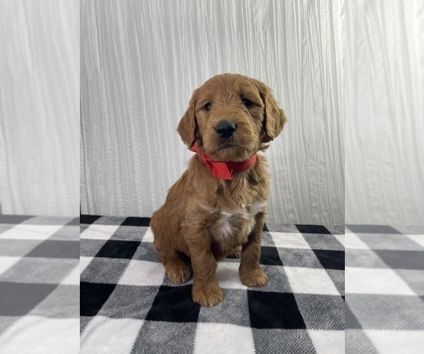 Medium Photo #14 Goldendoodle Puppy For Sale in WOODBURN, IN, USA