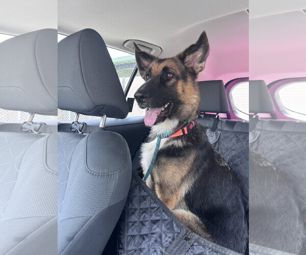 Medium Photo #7 German Shepherd Dog Puppy For Sale in Plantation, FL, USA