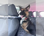 Small #6 German Shepherd Dog