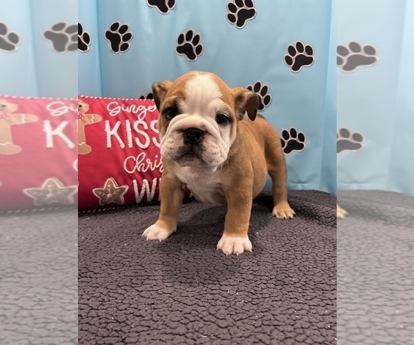 Medium Photo #8 Bulldog Puppy For Sale in BOWLING GREEN, KY, USA