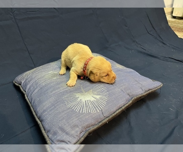 Medium Photo #24 Labrador Retriever Puppy For Sale in BARTLETT, IL, USA