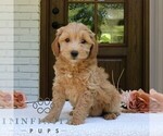 Small #3 Goldendoodle (Miniature)