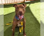 Small Labrador Retriever Mix