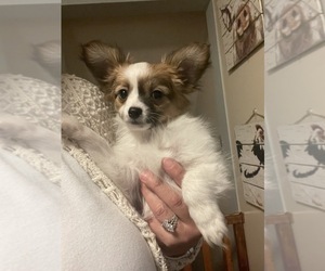 Papillon Puppy for sale in SILVER LAKE, KS, USA