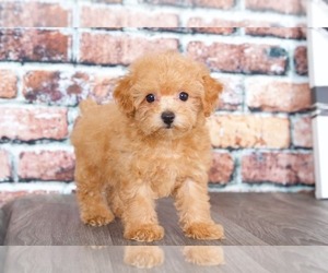 Poochon Puppy for sale in BEL AIR, MD, USA