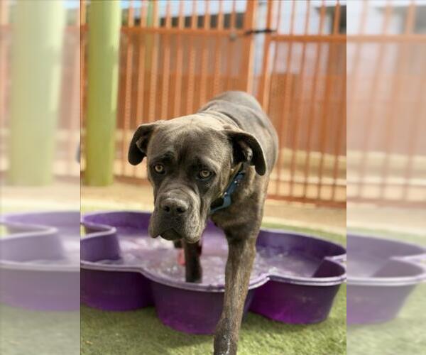 Medium Photo #2 Mutt Puppy For Sale in Las Vegas, NV, USA