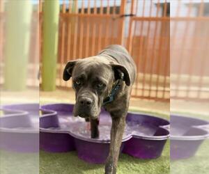 *JOE COOL - Male Mutt Dog for Adoption - Photo #2