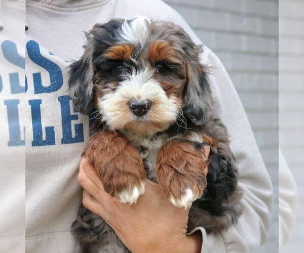 Medium Photo #2 Bernedoodle (Miniature) Puppy For Sale in NARVON, PA, USA