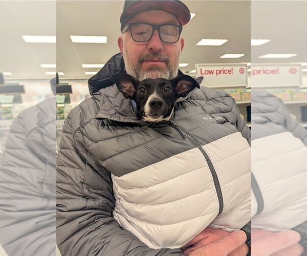 Medium Photo #11 Chihuahua-Unknown Mix Puppy For Sale in Lakewood, CO, USA