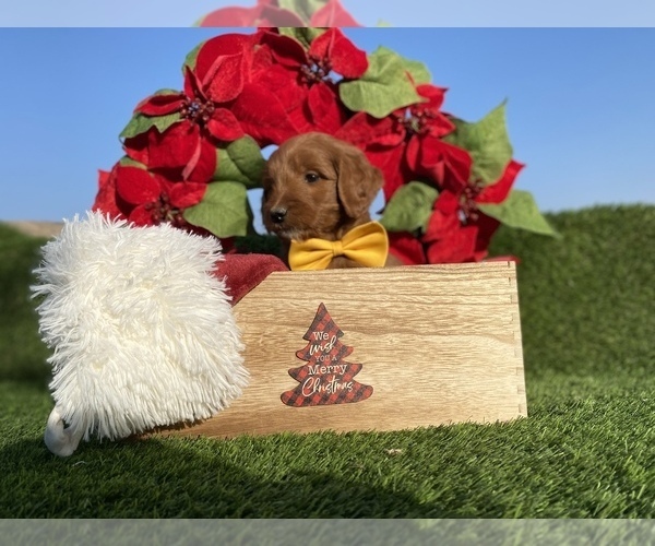 Medium Photo #3 Australian Labradoodle Puppy For Sale in PORTERVILLE, CA, USA