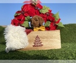 Small Photo #3 Australian Labradoodle Puppy For Sale in PORTERVILLE, CA, USA