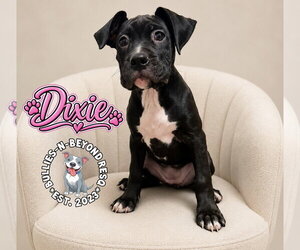 Boxer-Unknown Mix Dogs for adoption in Omaha, NE, USA