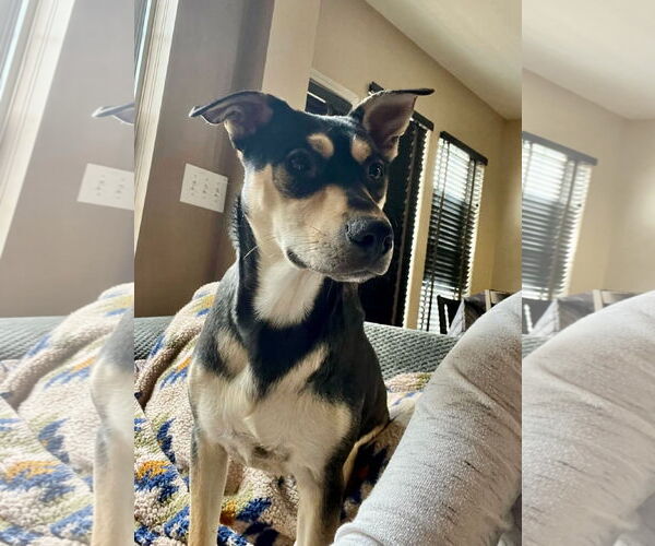 Medium Photo #9 Mutt Puppy For Sale in Germantown, OH, USA