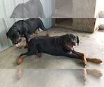 Small Photo #18 Rottweiler Puppy For Sale in RIEGELWOOD, NC, USA