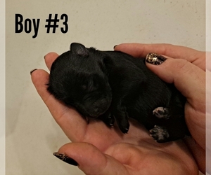 Schnauzer (Miniature) Puppy for sale in LAKEVILLE, OH, USA