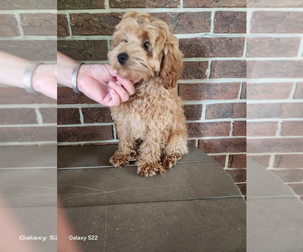 Medium Photo #4 Cockapoo (Miniature) Puppy For Sale in CLARKRANGE, TN, USA