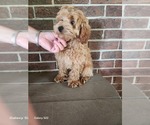 Small #3 Cockapoo (Miniature)