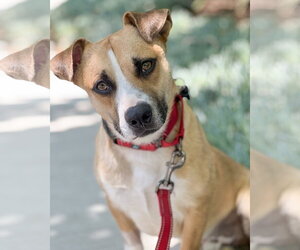 Sully - Male Beagle-Unknown Mix Dog for Adoption - Photo #9