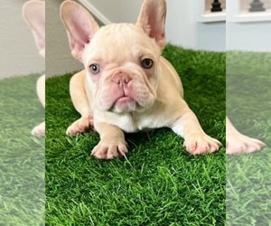 French Bulldog Puppy for Sale in HUMBLE, Texas USA