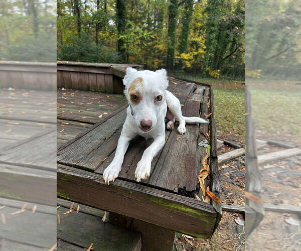 Medium Photo #2 Jack Chi Puppy For Sale in Raleigh, NC, USA