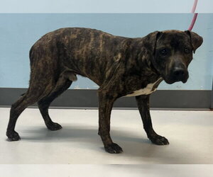 Mutt Dogs for adoption in Pryor, OK, USA
