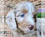 Small #6 Aussiedoodle