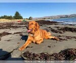 Small Photo #15 Golden Retriever Puppy For Sale in SACRAMENTO, CA, USA