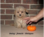 Small #1 ShihPoo