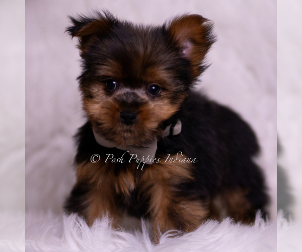 Medium Photo #3 Yorkshire Terrier Puppy For Sale in WARSAW, IN, USA