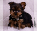 Small #2 Yorkshire Terrier
