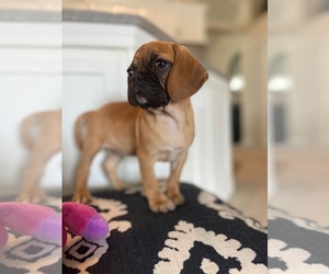 Puggle Puppy for sale in ROCKLEDGE, FL, USA