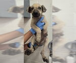 GINNY - Female German Shepherd Dog Dog for Adoption - Small photo