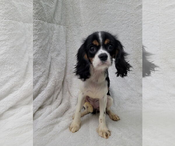 Medium Photo #4 Cavalier King Charles Spaniel Puppy For Sale in Lincolnwood, IL, USA