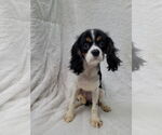 Small #3 Cavalier King Charles Spaniel