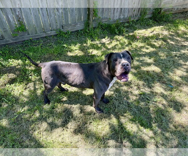 Medium Photo #3 American Staffordshire Terrier-Bullmastiff Mix Puppy For Sale in Jackson, MS, USA