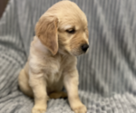 Small Photo #8 Golden Retriever Puppy For Sale in STRATFORD, OK, USA