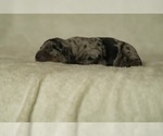Small #4 Dachshund