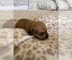 Small #2 Dachshund