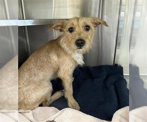 Mutt Dogs for adoption in Chula Vista, CA, USA