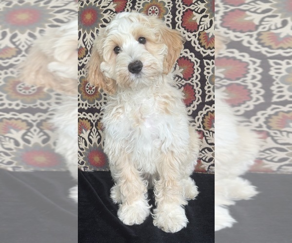 Medium Photo #1 Australian Labradoodle Puppy For Sale in WASHINGTON, NC, USA
