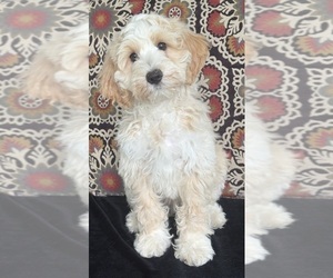 Medium Australian Labradoodle