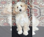 Puppy Kurt Australian Labradoodle