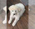 Small #3 Great Pyrenees