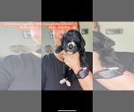 Small #39 Bernedoodle