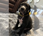Image preview for Ad Listing. Nickname: Miss Lucy