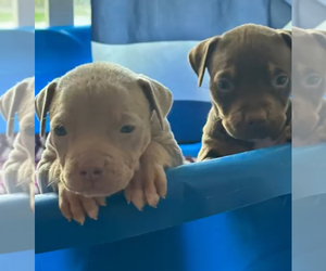 American Bully Litter for sale in LONG BEACH, CA, USA