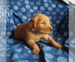 Puppy 4 Golden Retriever