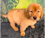 Small Photo #5 Golden Retriever Puppy For Sale in AZLE, TX, USA