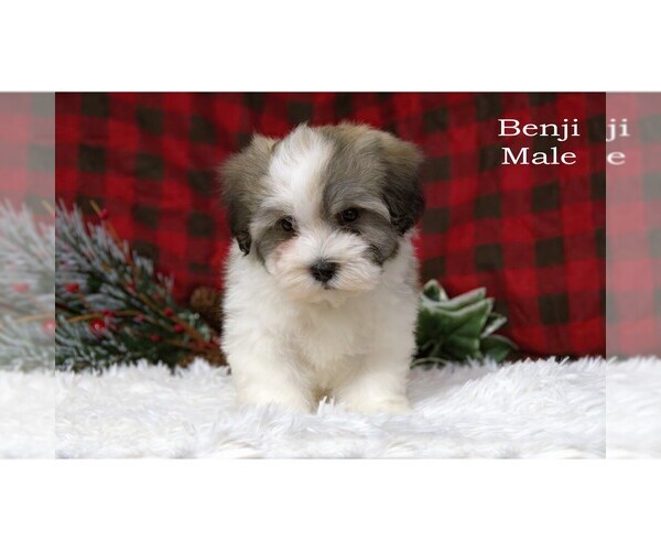 Medium Photo #19 Havanese Puppy For Sale in CLARE, MI, USA
