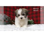 Small #18 Havanese